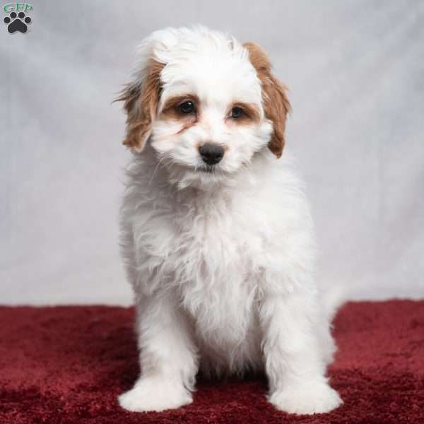 Wesley, Cavapoo Puppy